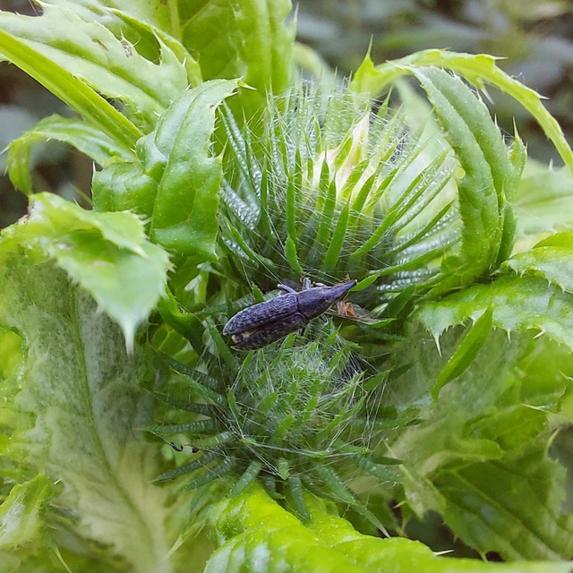 Lixus cardui/filiformis