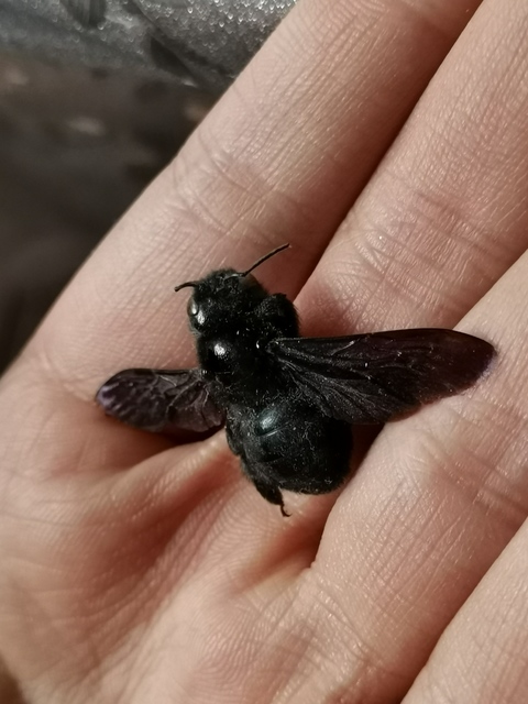 Xylocopa