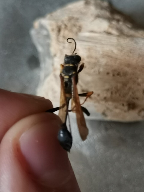 Sceliphron caementarium - feketenyelű lopódarázs