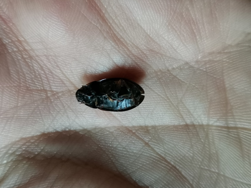 Hydrochara flavipes - sárgalábú csibor