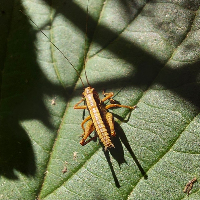 Pholidoptera griseoaptera - szürke avarszöcske
