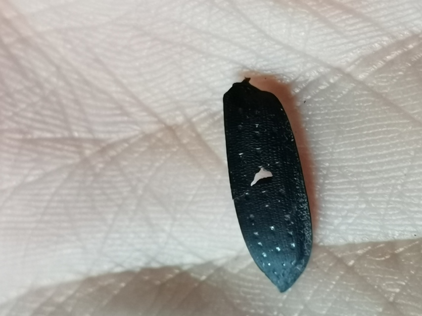 Calosoma maderae - aranypettyes bábrabló