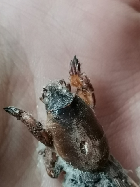 Gryllotalpa