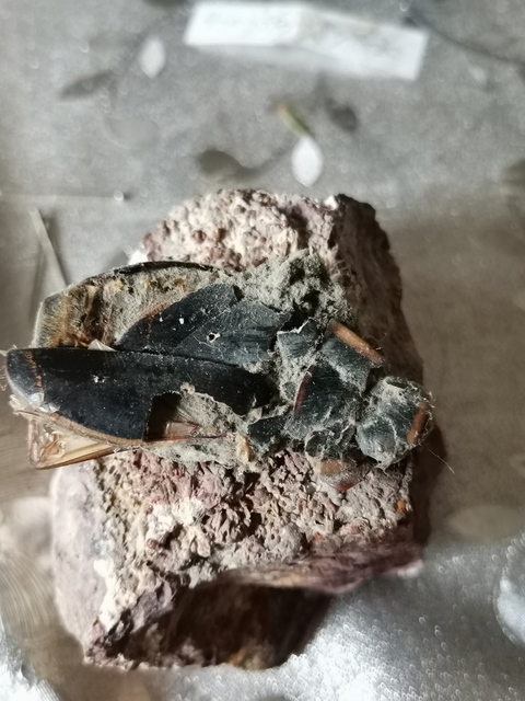 Dytiscus
