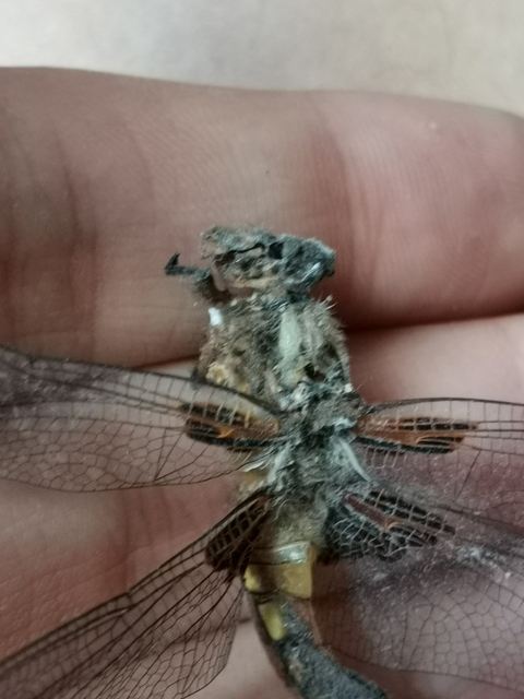 Libellula depressa - széles laposacsa