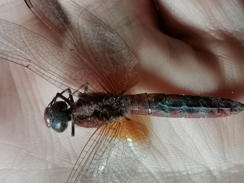 Crocothemis erythraea - skarlát szitakötő