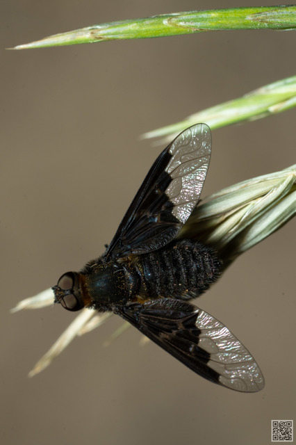 Hemipenthes morio - közönséges gyászlégy