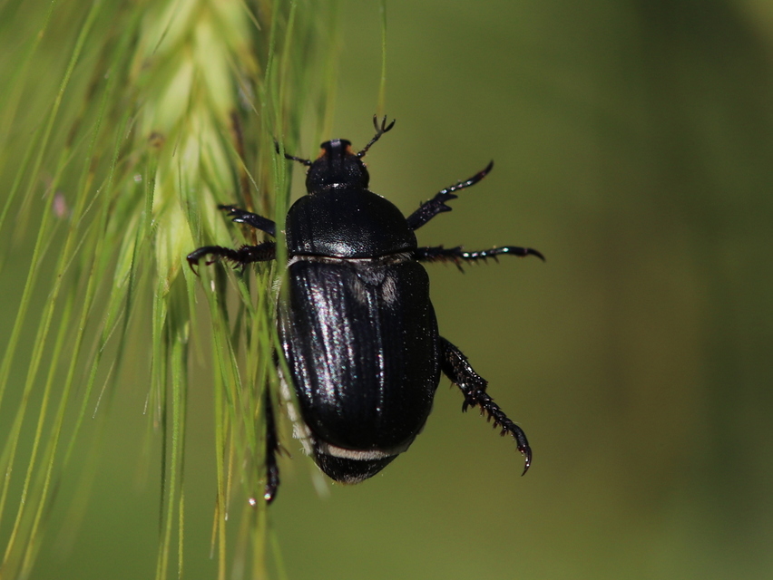 Anisoplia lata - széles szipoly Anisoplia lata - széles szipoly