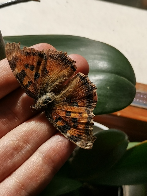 Nymphalis xanthomelas - vörös rókalepke