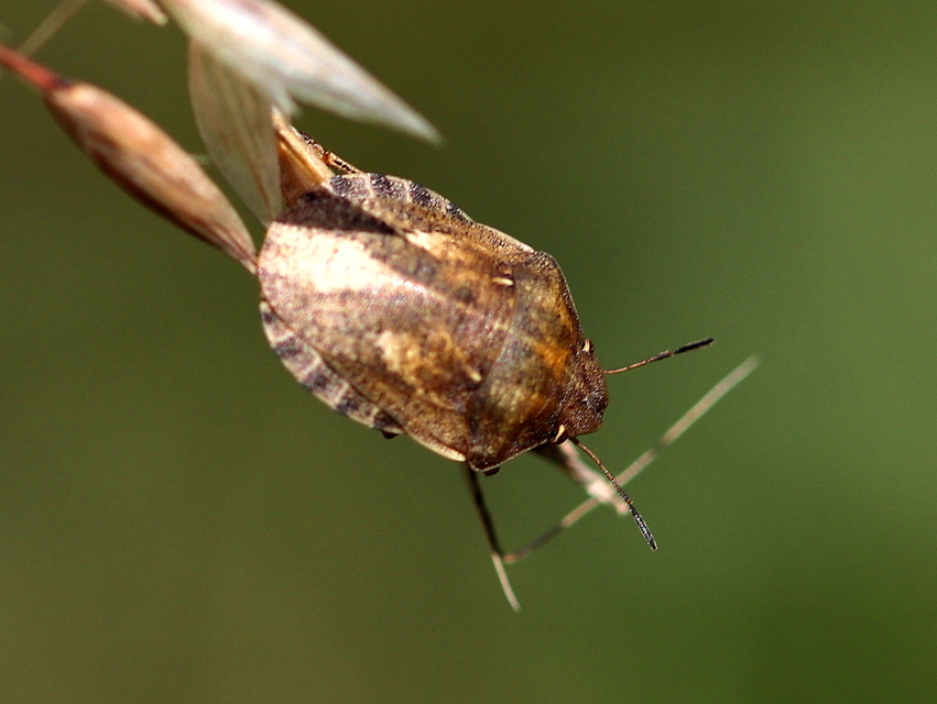Eurygaster Eurygaster
