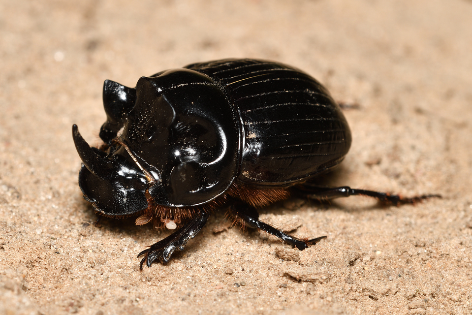 Copris lunaris - közönséges holdszarvú-ganéjtúró