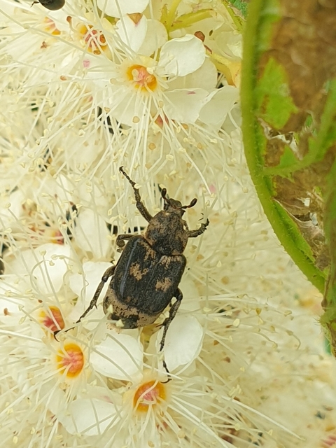 Valgus hemipterus - suta virágbogár