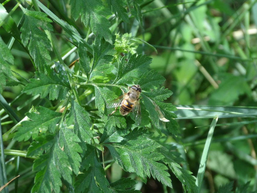 Eristalis tenax - közönséges herelégy