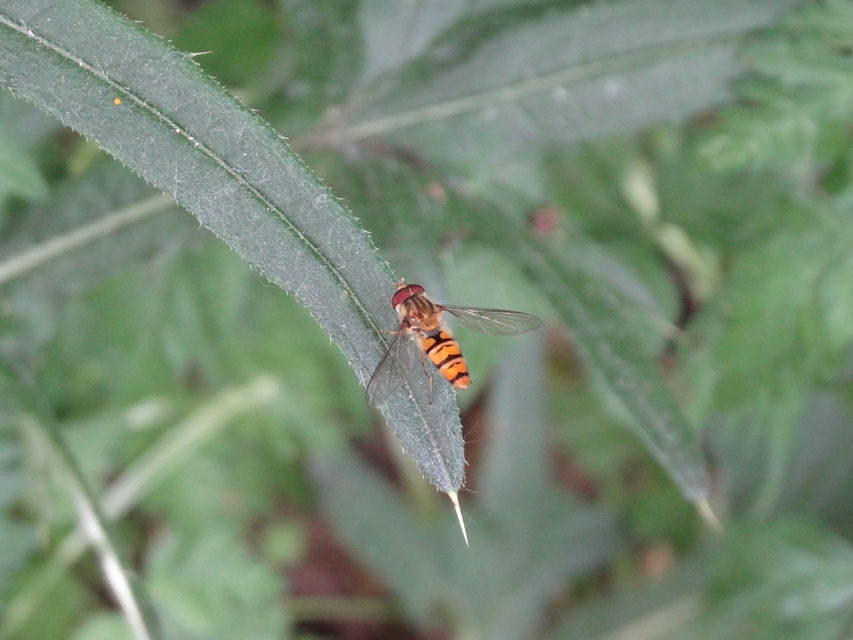 Episyrphus balteatus - ékfoltos zengőlégy