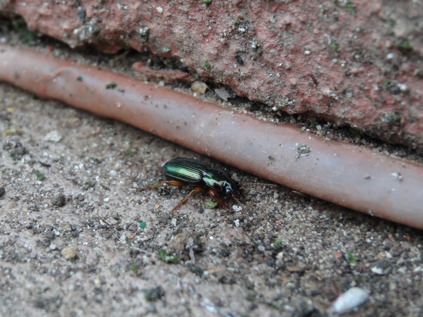 Harpalus affinis - szőrösszárnyú lomhafutó