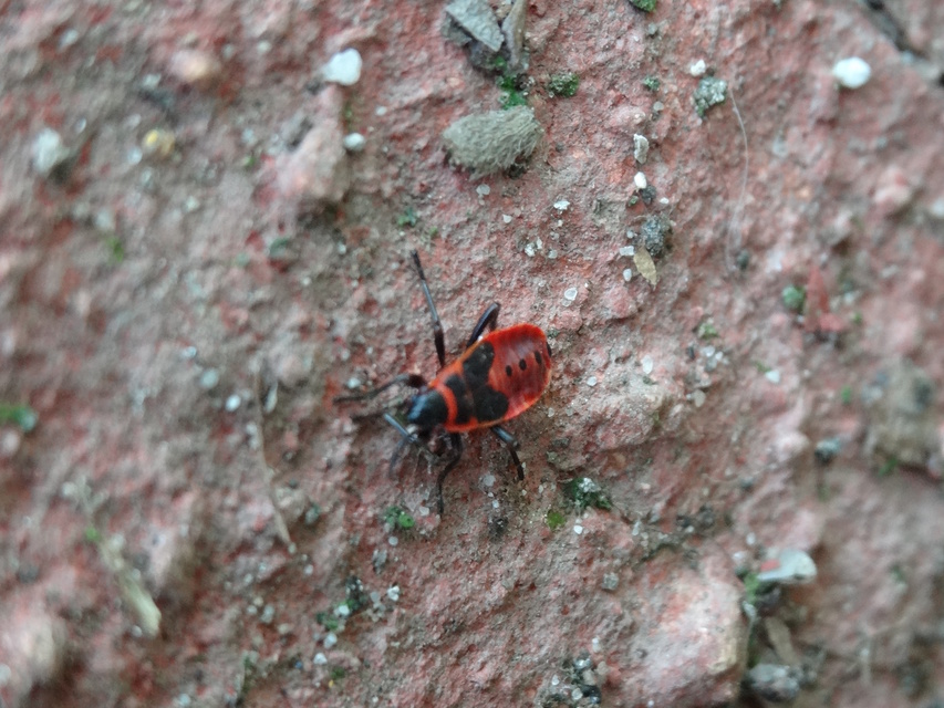 Pyrrhocoris apterus - verőköltő poloska
