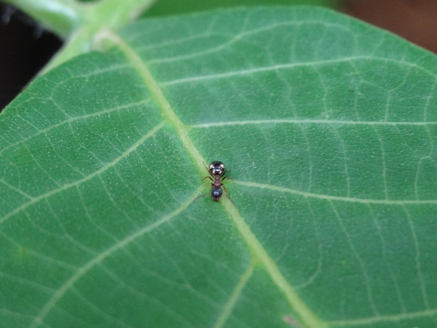 Dolichoderus quadripunctatus - négypettyes erdeihangya