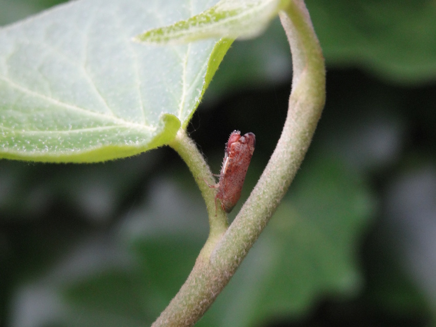 Fieberiella florii