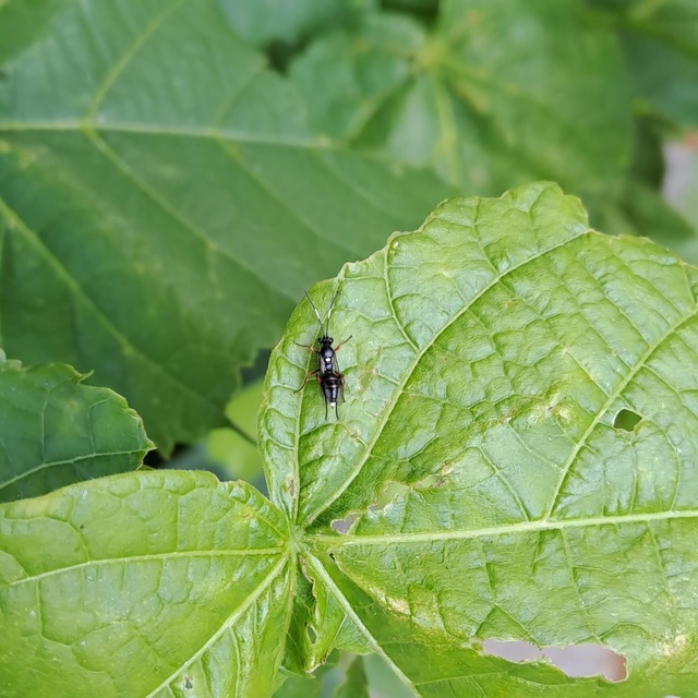 Hymenoptera - Hártyásszárnyúak