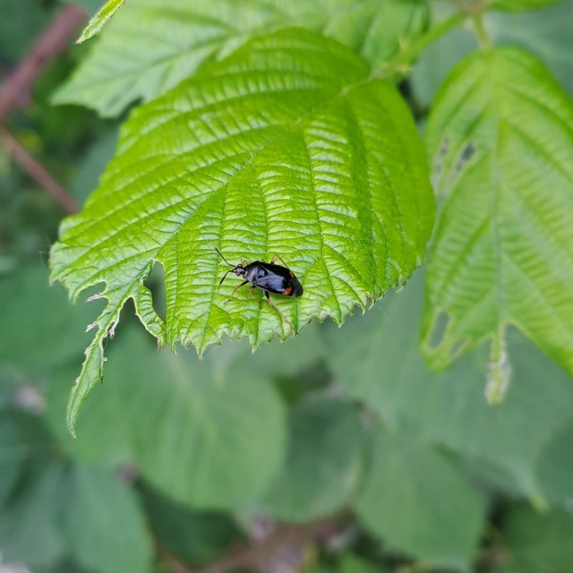 Deraeocoris ruber - vöröses mezeipoloska