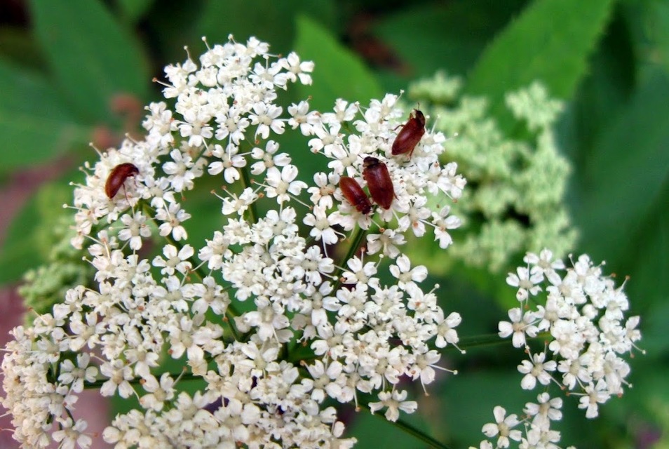 Coleoptera - Bogarak