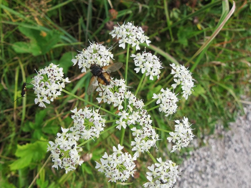 Diptera - Kétszárnyúak