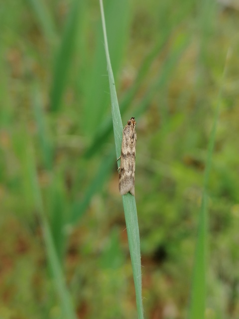 Homoeosoma sinuella - agyagsárga karcsúmoly