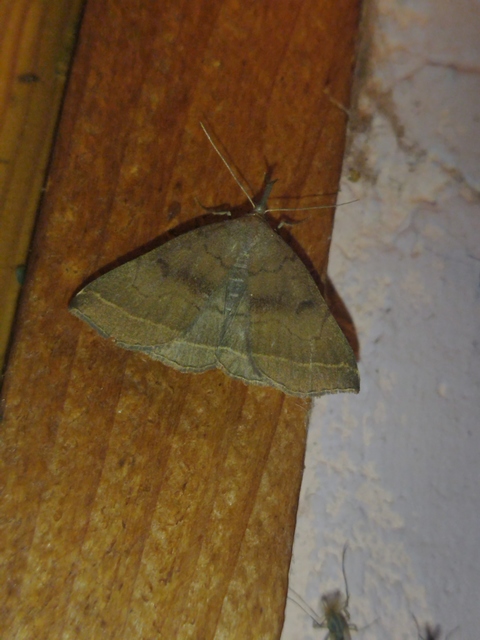Pechipogo plumigeralis - tollascsápú karcsúbagoly
