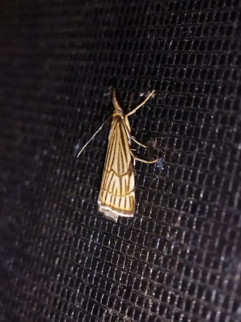 Chrysocramboides craterella - rácsos fűgyökérmoly