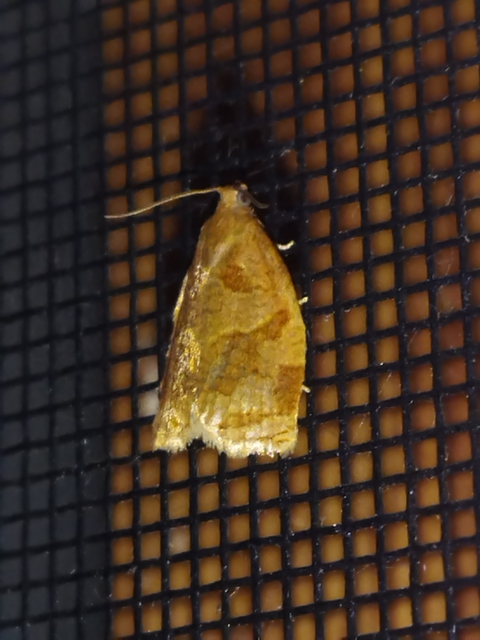 Archips rosana - rózsailonca