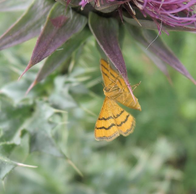 Idaea aureolaria - aranyos sávosaraszoló