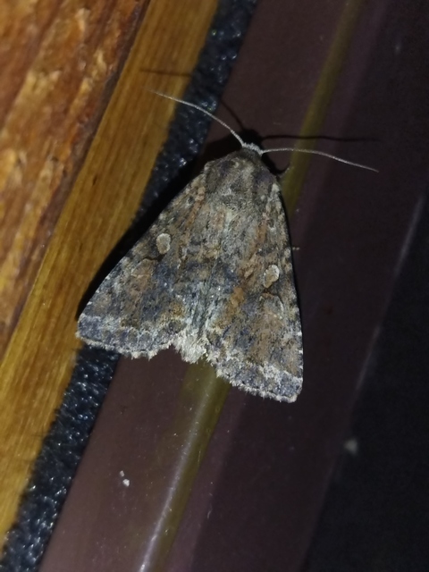 Apterogenum ypsillon - ipszilon-erdeibagoly