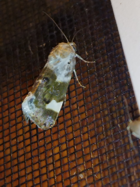 Acontia lucida - fehér nappalibagoly