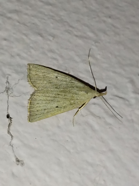 Macrochilo cribrumalis - csontszínű karcsúbagoly