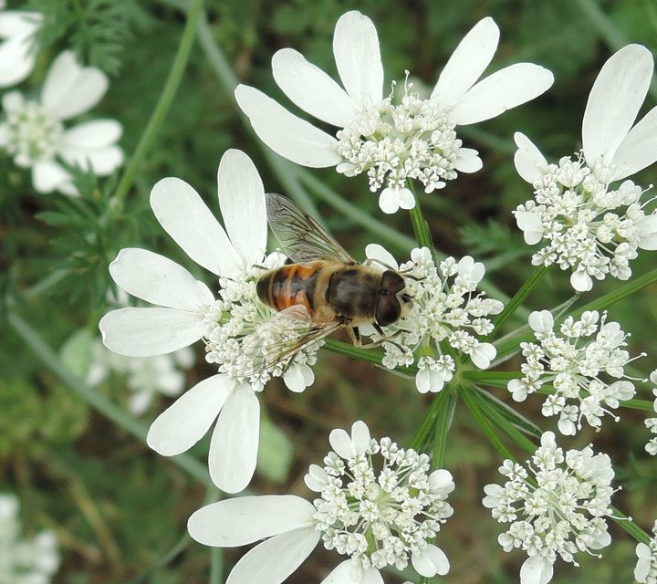 Eristalis tenax - közönséges herelégy