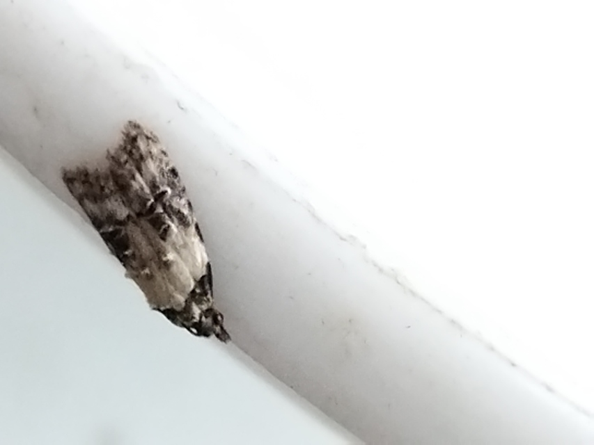 Carposina scirrhosella - közönséges csipkebogyómoly