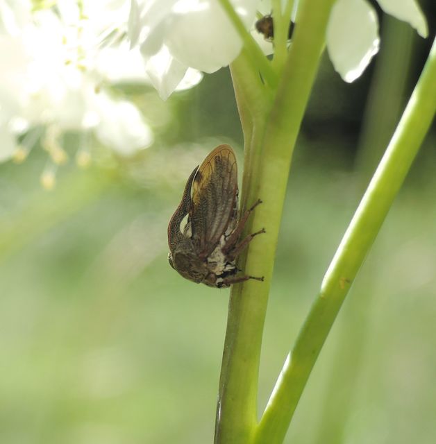 Centrotus cornutus - szarvaskabóca