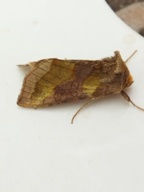 Diachrysia chrysitis - aranybagoly