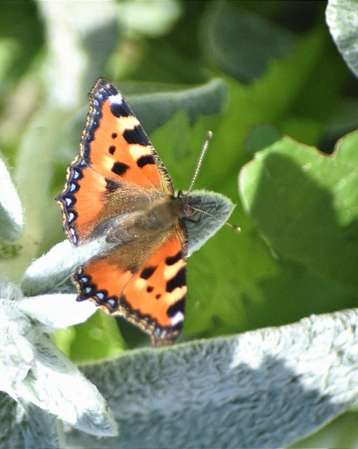 Nymphalis urticae - kis rókalepke