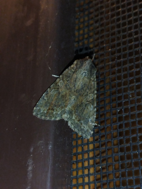 Apterogenum ypsillon - ipszilon-erdeibagoly