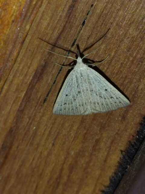 Macrochilo cribrumalis - csontszínű karcsúbagoly