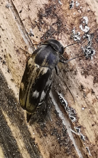 Tomoxia bucephala - kúptestű maróka