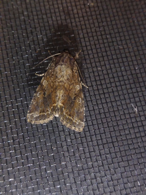 Apterogenum ypsillon - ipszilon-erdeibagoly