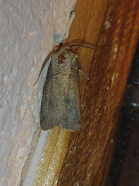 Agrotis clavis - zömök földibagoly