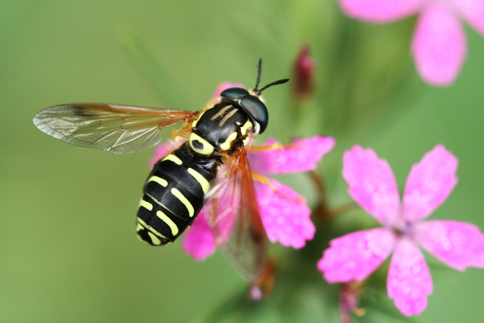 Chrysotoxum