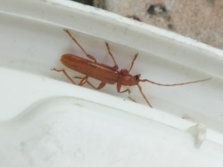 Axinopalpis gracilis - kecses selymescincér