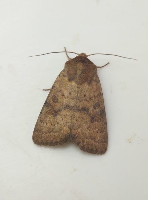 Hoplodrina octogenaria - barna selymesbagoly
