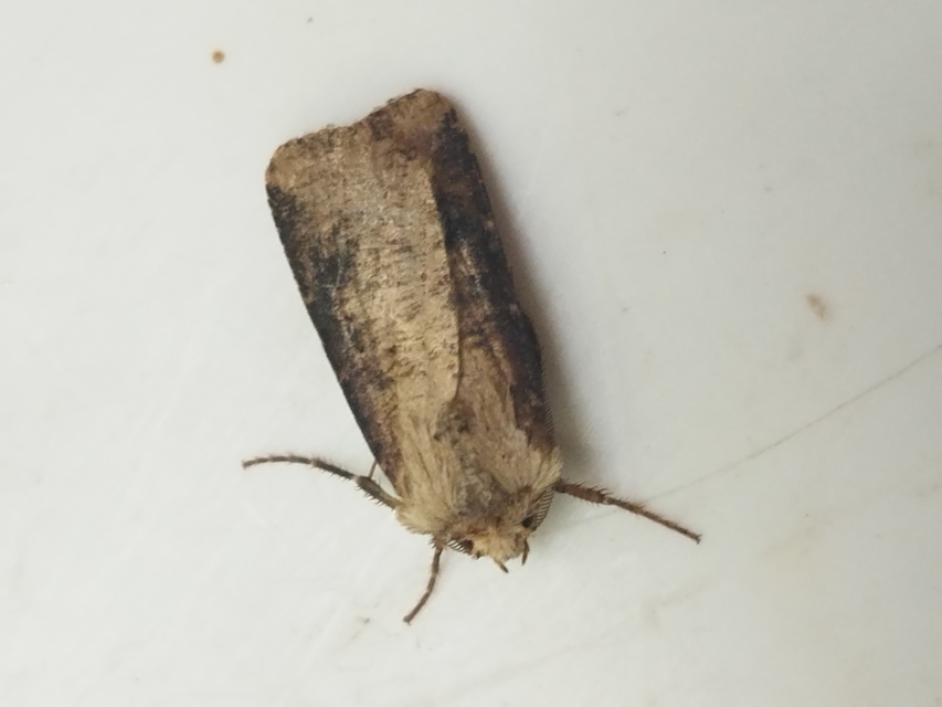 Agrotis clavis - zömök földibagoly