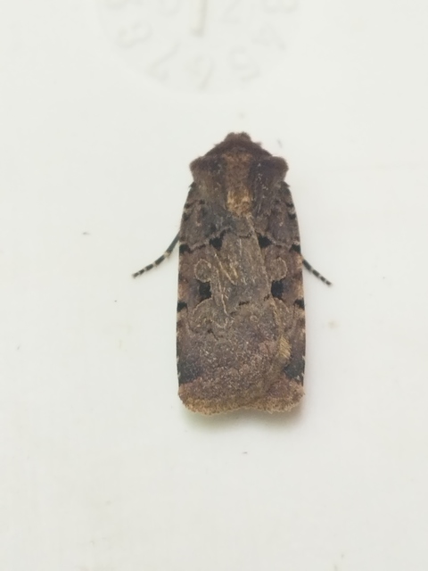 Chersotis rectangula - barna földibagoly