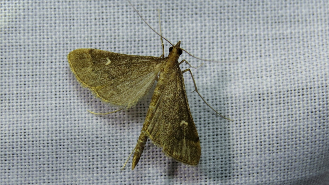 Dolicharthria punctalis - hosszúlábú tűzmoly
